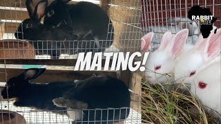 Mating Rabbits | How to Breed Rabbits | Successful Rabbit Breeding