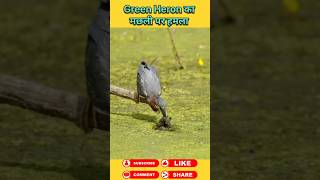 Green Heron attack on fish #animals #wildanimals #shortsviral