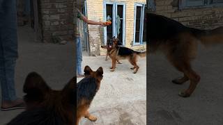 #germanshepherd #germanshepherdpuppy #shorts #shortvideo