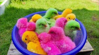 VERY PLEASANT!! Find colorful chicks in the garden