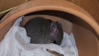 Sleepy Gracie Feelimg Better #babyanimals #roofrat #cute #feelingbetter