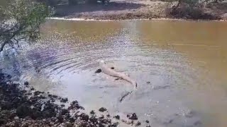 this komodo swimming in the river #wildlife