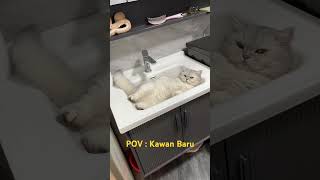 POV : Kawan Baru #shorts #short #shortvideo #funny #funnyvideo #lucu #kucing