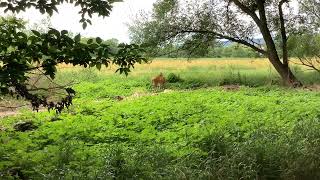 Whitetail Deer Doe