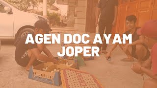 Agen Doc Ayam Joper