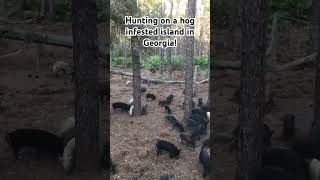 I went bow hunting on a hog infested island in Georgia. No fences! #hoghunting #bowhunting #hunting