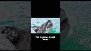 The Great White Shark: Apex Predator