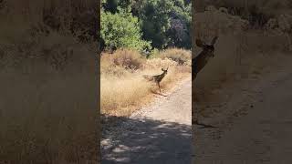 RARE sighting of two point mule buck in California #wildlife #americanwildlife #wildliferefuge