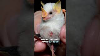 Honduran White Bat | The Cutest Bat In The World #shorts