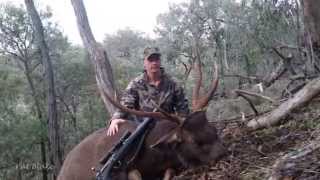 Sambar stag stalk in the Victorian high country.