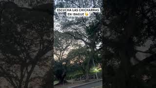 Escucha las chicharras en Ibague