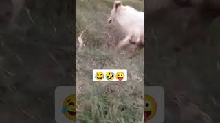 watch till the end 😂#funny #shorts #viral #animals