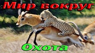 Самые опасные хищники.Неудавшаяся охота. unsuccessful hunting predators HD