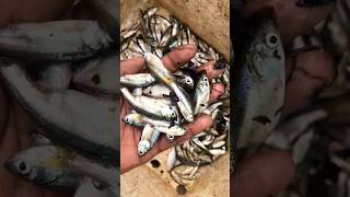 Amazing hook fishing live video!!😱🐬 #fishingtutorial #fishspecies #shortvideo #funny