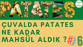 ÇUVALDA PATATES NASIL YETİŞTİRİLİR | ÇUVALDA PATATES ÜRETİMİ #6