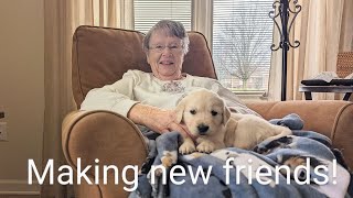 4 and 1/2 week old Golden retriever puppies (The Sweets Litter)