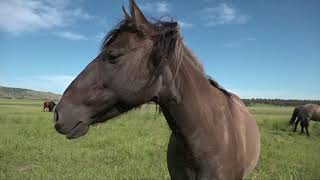 Black Hills Wild Horse Sanctuary