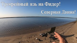 Трофейный язь на Фидер! Северная Двина! Клёв!