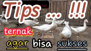 Tips !!! ternak entok agar bisa sukses