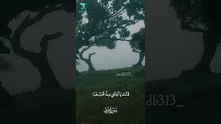 سورة مريم بصوت القارئ علي الحميداوي