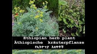 የኢትዮፕያ እጸዋቶችን እናሳድግ    Ethiopian herb plant  ጤናዳም  ጦስኝ  በሶብላ