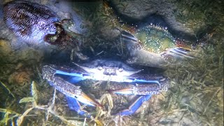 Ep.09 Night Hunting Crabs and Cuttlefish|Ang Daming Huling Alimasag