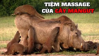 ⚠️Tiệm massage của Cầy Mangut