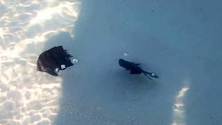 Angelfish At The Shore Break, Memories Flamenco Resort,  Cayo Coco, Cuba