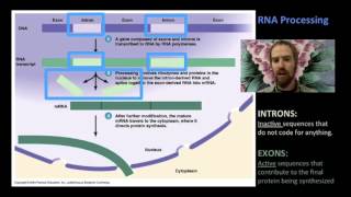 Biology 06-6 Mutations