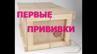 Долгожданная посылка.Адениумы прививки.Вскрыла----Посадила.