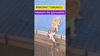 Bu turuncu kedi durdurulamaz