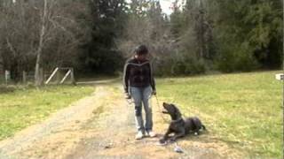 Satz Dog Obedience testimonial.wmv