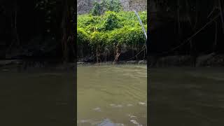 resiko mancing nilem pakai senar ukuran kecil #nilem