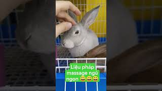 Giúp bé ngủ ngon, massage thư giản. thỏ petxinh #petxinh #rabbit