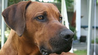 Rhodesian Ridgeback Genetics: Understanding Health Issues