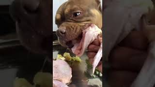 BEST DOG EATING FOOD #dogfood #dog #eating #tiktok #douyin #shorts