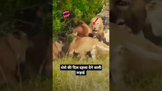 Lion 🦁 king 👑 Jungle Raja Sher Life Style  🇦🇪 king kangal fight gay bhoot video bagh lion king