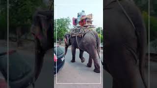 Elephant Journey