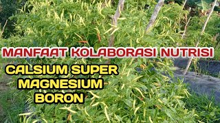 M. MANFAAT NUTRISI CALSIUM SUPER, EKTRA MAGNESIUM DAN EKTRA BORON UNTUK PEMBUAHAN TANAMAN CABE