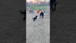 When your Cow races your Puppy #short #shorts #shortsfeed #animals #farmlife