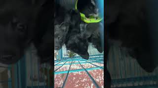 CUTE PUPPY IN CAGE|PUPPY SHOP#shorts #viral #beautiful #pets #status #dog #doglover #petlover #cute