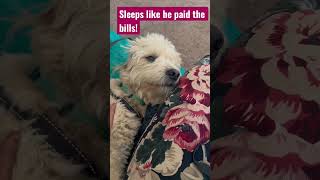 Funny puppy sleeping