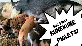 Kunekune Piglets! Simple spring farrowing set up!