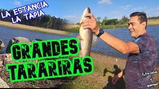 La Estancia La Tapia: GRANDES TARARIRAS 🐟🎣😱// Canelones, San Jacinto,Uruguay//Entre cañas y aparejos