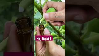 fig liquid collection #farmer #shortsfeed #farming #figliquid #fruit