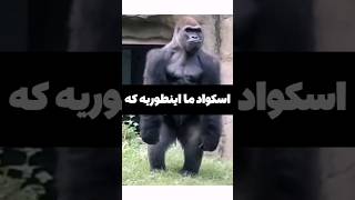 اسکواد ما تو بازی دقیقا اینطوریه...😂😂| #کالاف_دیوتی_موبایل #فان #خنده #پابجی #بازی #فری_فایر #گیم