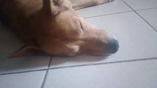 Sleeping dog