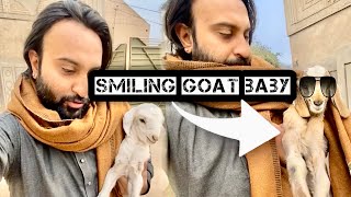 Ajh bht sare Goat Babies Ghar agay