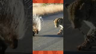 Leopard playing with a hedgehog