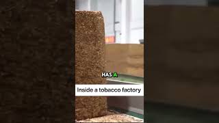 inside a tobacco factory #factoryproduction #tabacco